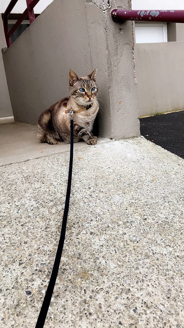 Bijou a rejoint le concours — aidez-le/la à gagner de superbes lots ! aegean_cat, asian, bengal, carnivore, cat, domestic_short_haired_cat, dragon_li, egyptian_mau, european_shorthair, felidae, floor, flooring, kitten, mammal, ocicat, small_to_medium_sized_cats, sokoke, tabby_cat, tail, whiskers