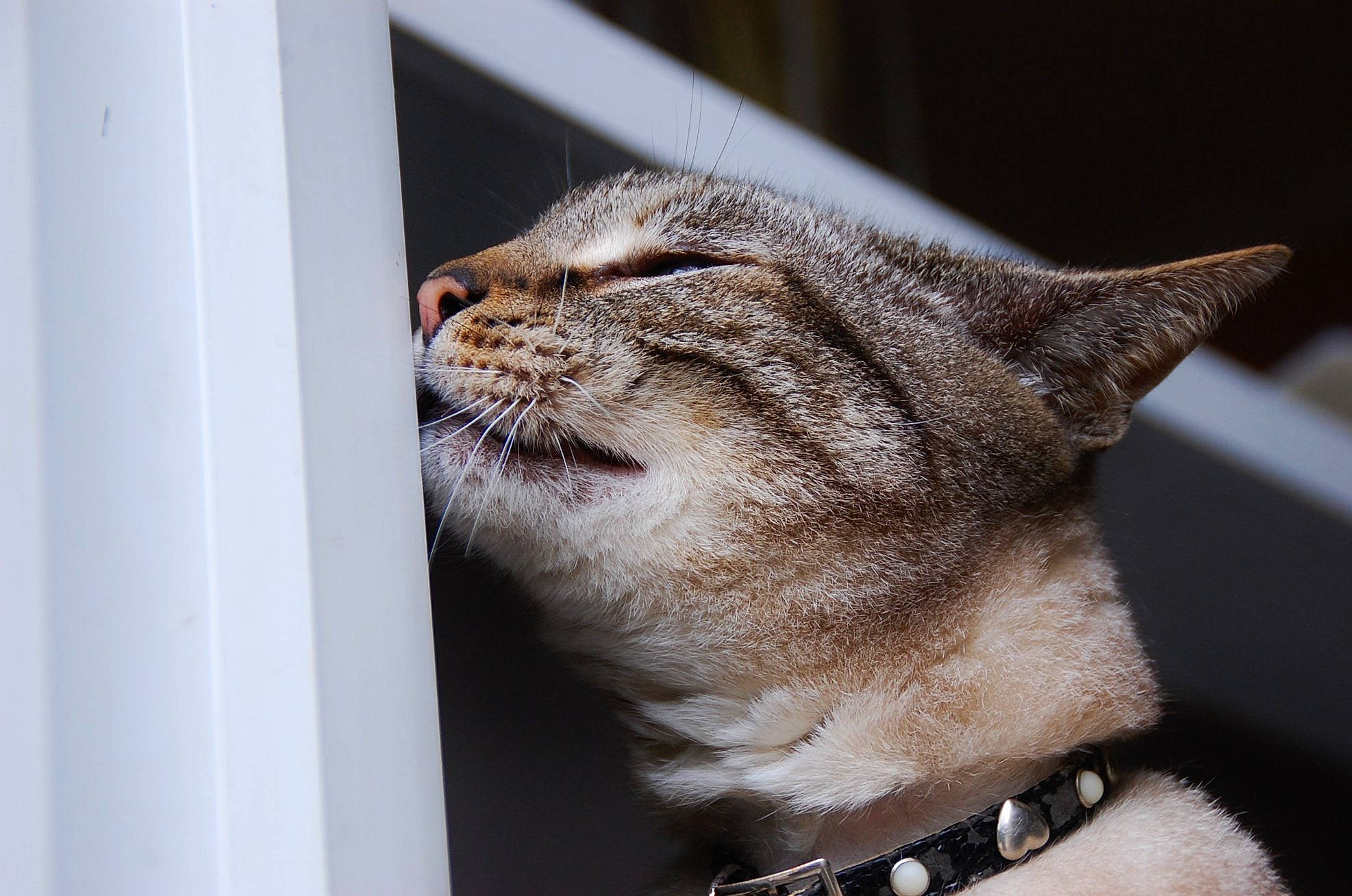 Bijou a rejoint le concours — aidez-le/la à gagner de superbes lots ! aegean_cat, american_shorthair, asian, australian_mist, burmilla, carnivore, cat, chausie, domestic_short_haired_cat, dragon_li, ear, european_shorthair, felidae, mammal, ocicat, singapura, small_to_medium_sized_cats, snout, tabby_cat, whiskers