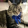 Nino is registered to the contest to win money with this photo: cat, tabby, pet, animal, feline, bow, blue_bow, sequin, indoor, floor, tiled_floor, closeup, portrait, green_eyes, whiskers, relaxed, laying_down, striped_fur, domestic_cat, cute