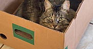 Nino is registered to the contest to win money with this photo: cat, tabby_cat, cardboard_box, pet, feline, indoor, floor_tiles, curious, cozy, resting, domestic_animal, fur, whiskers, ears, green_eyes, box, home, animal, cute, relaxed
