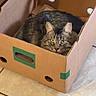 cat, tabby_cat, cardboard_box, pet, feline, indoor, floor_tiles, curious, cozy, resting, domestic_animal, fur, whiskers, ears, green_eyes, box, home, animal, cute, relaxed