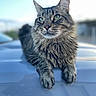 Nino joined the competition — help win amazing prizes! cat, tabby, fluffy, animal, pet, feline, relaxed, outdoor, sky, blue, fur, whiskers, ears, paws, portrait, closeup, nature, cute, majestic, calm