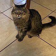 Nino is registered to the contest to win money with this photo: cat, tabby_cat, feline, pet, indoor, floor, tile_floor, wooden_chair, reflection, sitting, fur, whiskers, ears, tail, looking, animal, domestic_animal, cute, curious, home