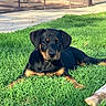 animal, backyard, black_and_tan, bone, canine, dog, domestic_animal, garden, grass, lawn, lying_down, nature, outdoor, pet, playful, puppy, resting, summer, sunlight, young_dog