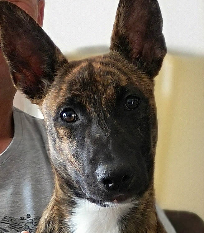 Oréo participe au concours pour gagner de l'argent avec cette photo : ancient_dog_breeds, canidae, carnivore, collar, companion_dog, dog, dog_breed, dog_collar, ear, fawn, fur, non_sporting_group, snout, sporting_group, whiskers, working_animal, working_dog