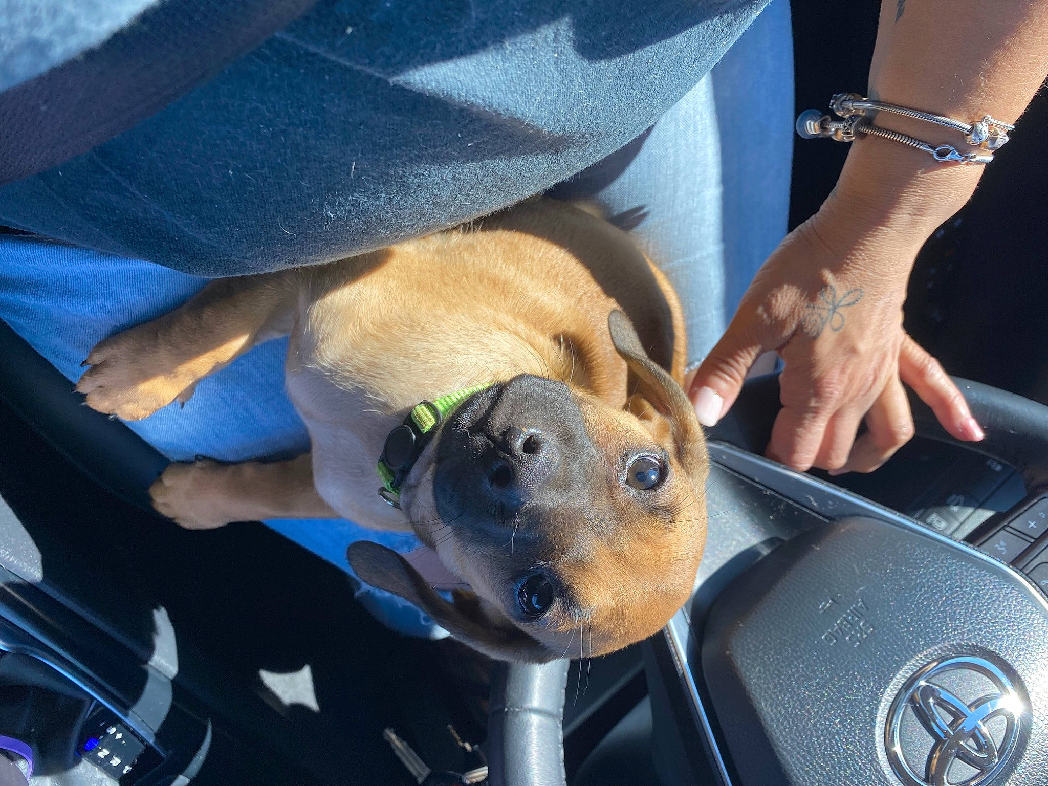 Gracie is registered to the contest to win money with this photo: audio_equipment, auto_part, automotive_exterior, canidae, carnivore, collar, companion_dog, dog, dog_breed, electric_blue, family_car, fawn, fur, gadget, hood, personal_luxury_car, snout, sporting_group, stuffed_toy, vehicle_door