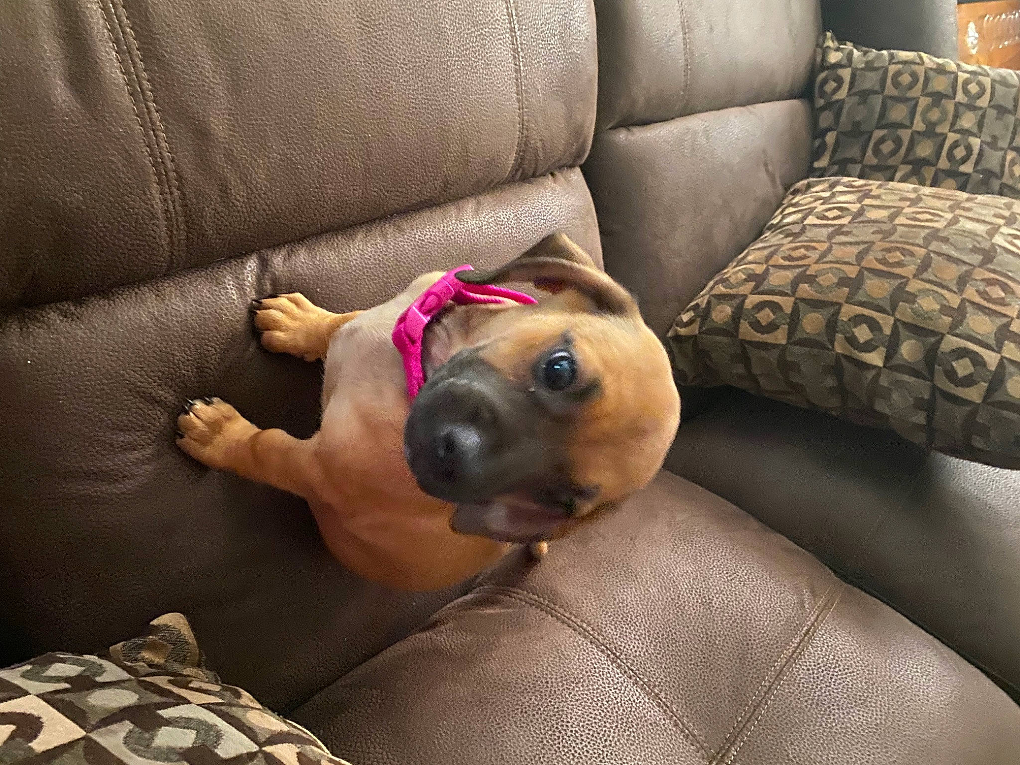 Gracie joined the competition — help win amazing prizes! canidae, carnivore, comfort, companion_dog, couch, dog, dog_breed, dog_supply, fawn, flooring, furniture, linens, living_room, snout, sporting_group, studio_couch, toy_dog, whiskers, wood, working_animal