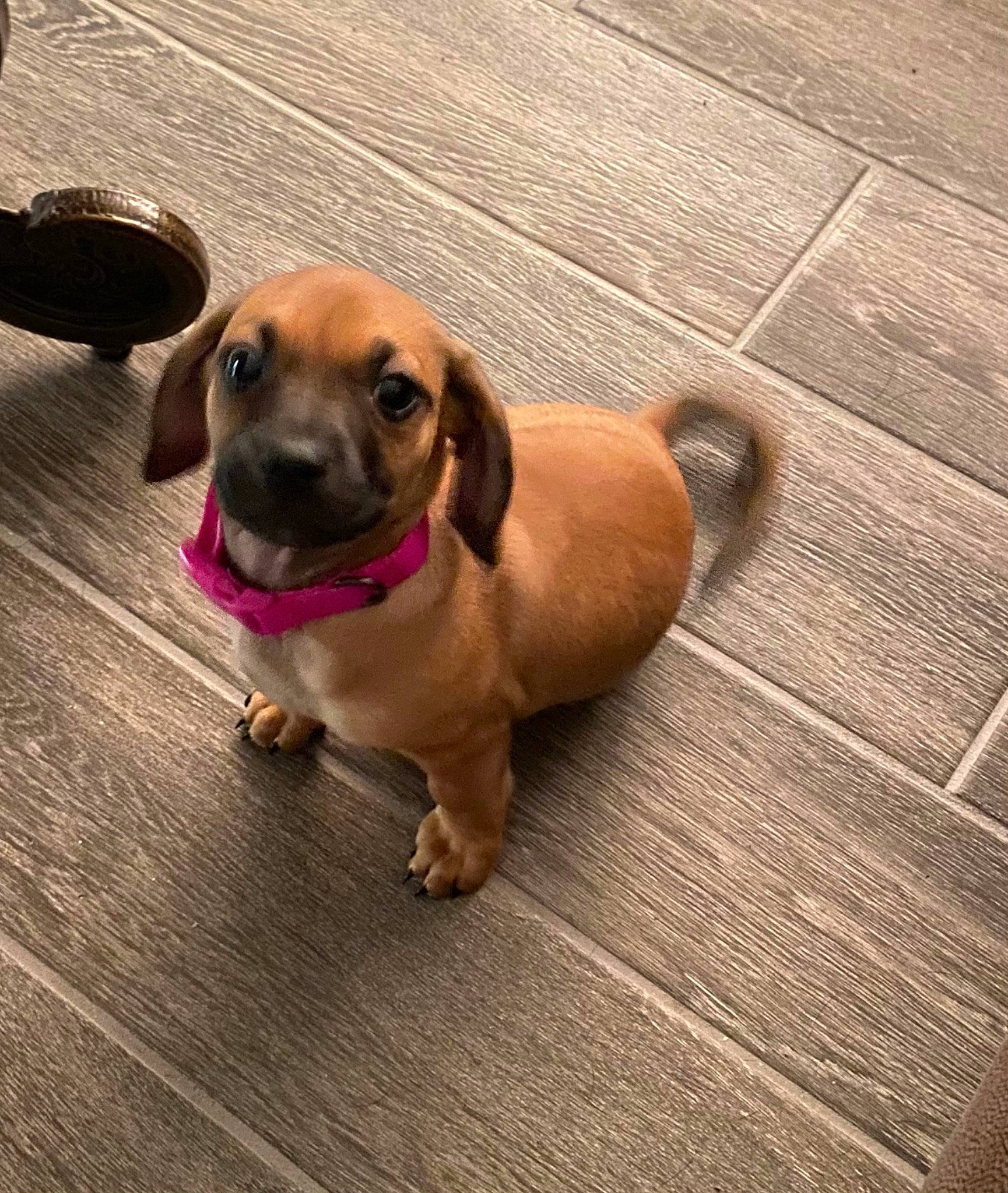 Gracie is registered to the contest to win money with this photo: canidae, carnivore, collar, companion_dog, dog, dog_breed, dog_supply, fawn, flooring, fur, hardwood, leash, liver, paw, pet_supply, snout, sporting_group, tail, wood, working_animal