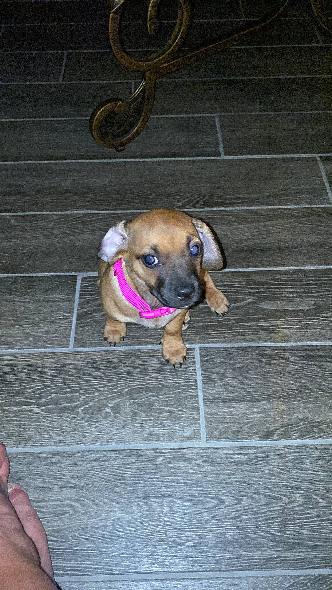 Gracie is registered to the contest to win money with this photo: carnivore, companion_dog, concrete, dog, dog_breed, dog_supply, fawn, flooring, hardwood, liver, pet_supply, road_surface, snout, sporting_group, wood, working_animal, working_dog