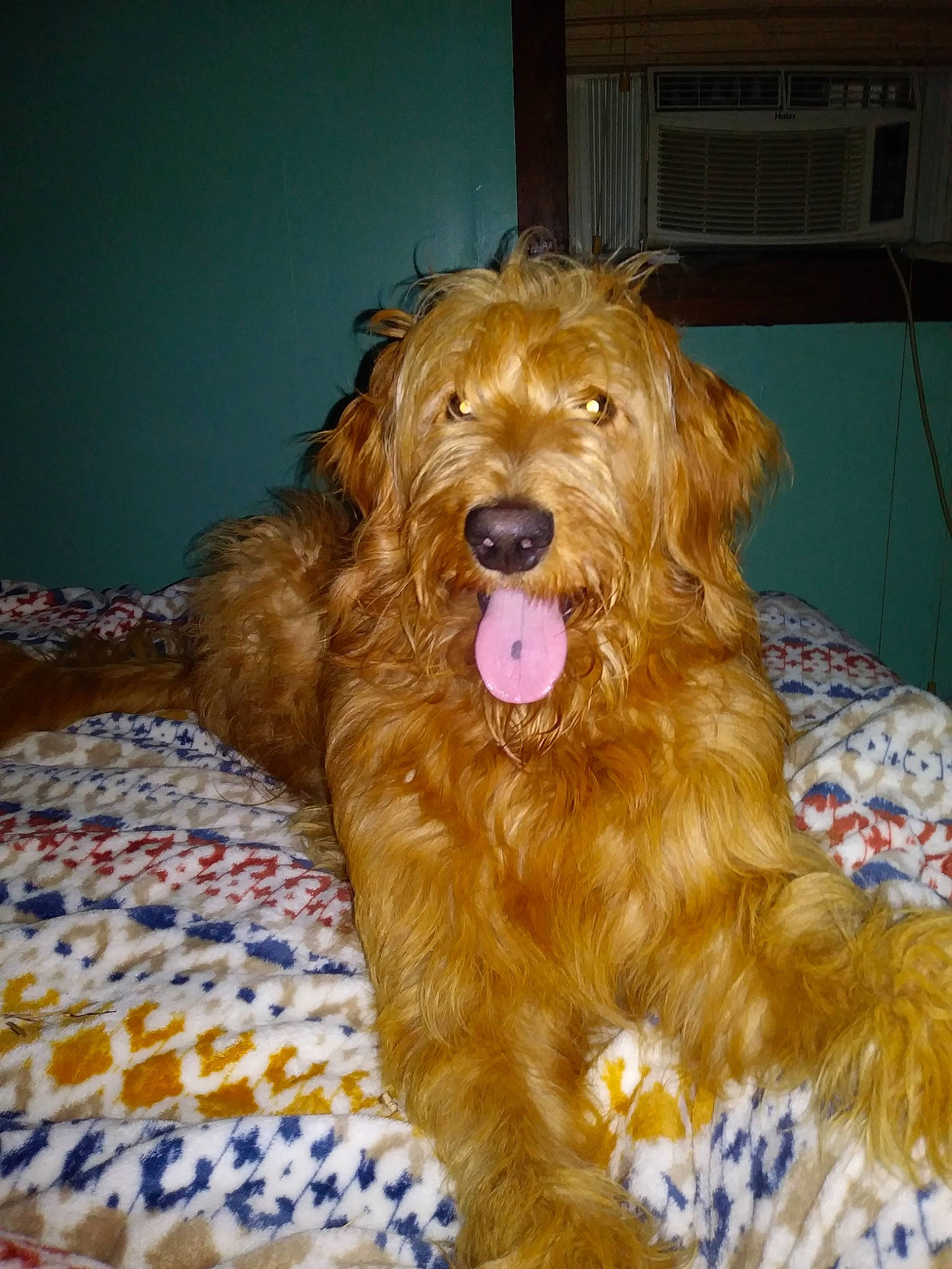 Reba is registered to the contest to win money with this photo: canidae, carnivore, clock, companion_dog, dog, dog_breed, fur, griffon_bruxellois, liver, puppy, small_terrier, smile, snout, sporting_group, terrier, toy_dog, water_dog, yawn, yorkipoo