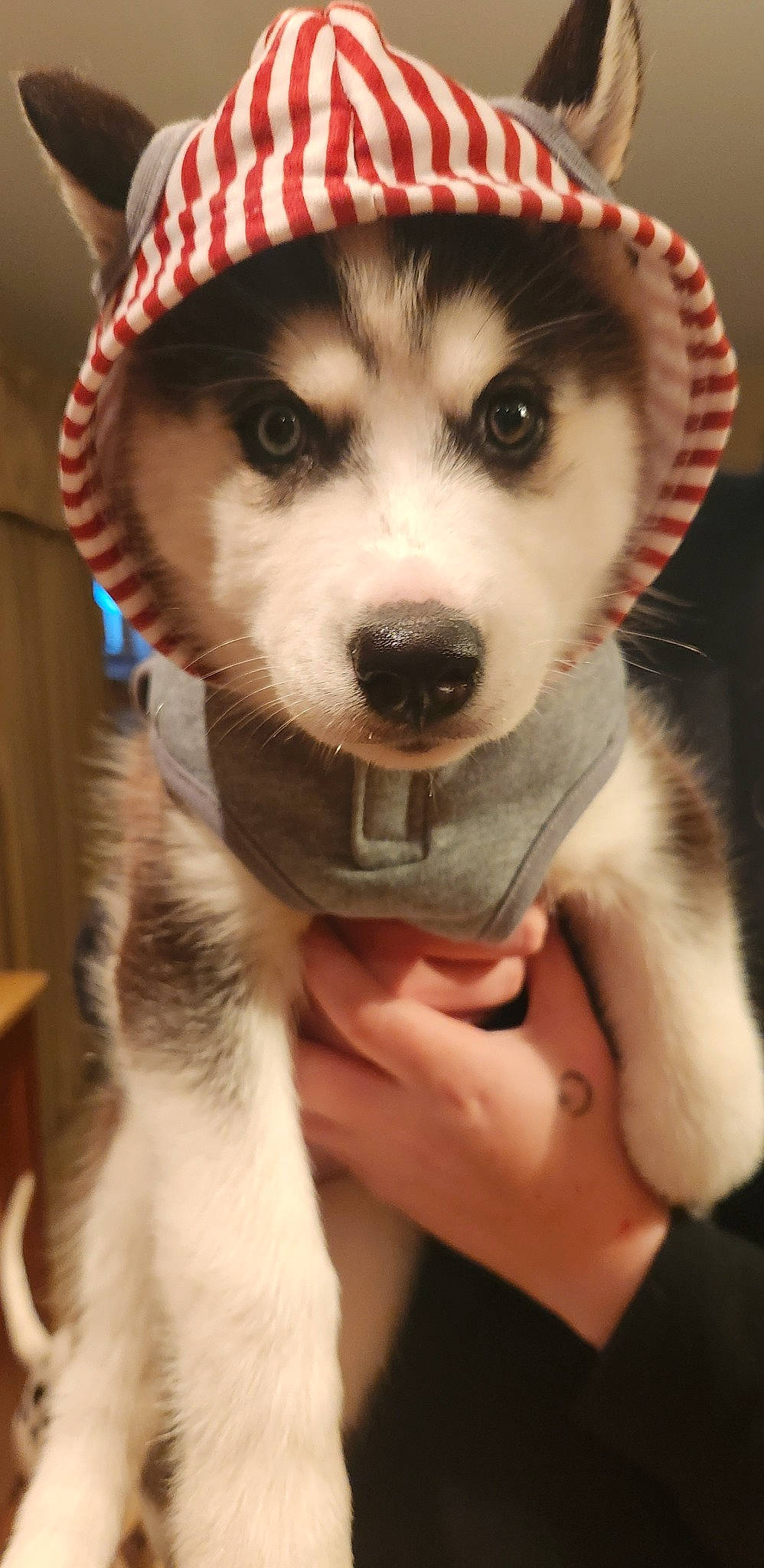 Bella is registered to the contest to win money with this photo: canidae, cap, carnivore, companion_dog, dog, dog_breed, eye, fashion_accessory, fedora, fur, fur_clothing, hat, leash, puppy, siberian_husky, sled_dog, snout, sporting_group, whiskers, working_animal