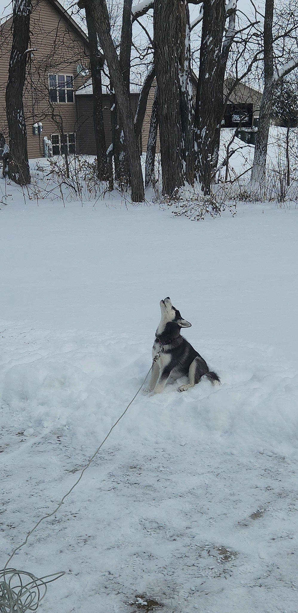 Bella is registered to the contest to win money with this photo: arctic, canidae, carnivore, dog, dog_breed, event, freezing, glacial_landform, plant, recreation, sled_dog, slope, snow, sporting_group, sports, tree, window, winter, winter_sport, working_dog