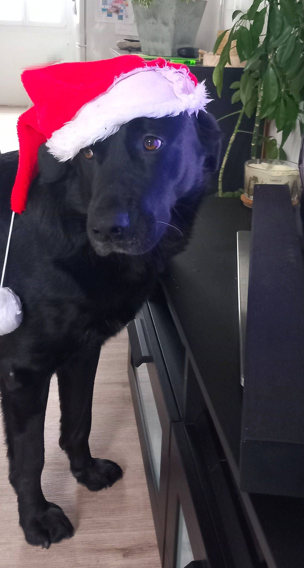 Chocapique participe au concours pour gagner de l'argent avec cette photo : animal, cabinet, canine, dog, drawer, flower, flowerarrangement, furniture, hound, jar, labradorretriever, leaf, pet, plant, planter, pottedplant, pottery, puppy, vase, wood