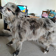 Sultan a rejoint le concours — aidez-le/la à gagner de superbes lots ! dog, indoor, fluffy, merle_coat, table, water_bottle, household_items, pet, fur, standing, side_view, calm, domestic, animal, tabletop, living_room, background_objects, pet_animal, close_up, domestic_animal