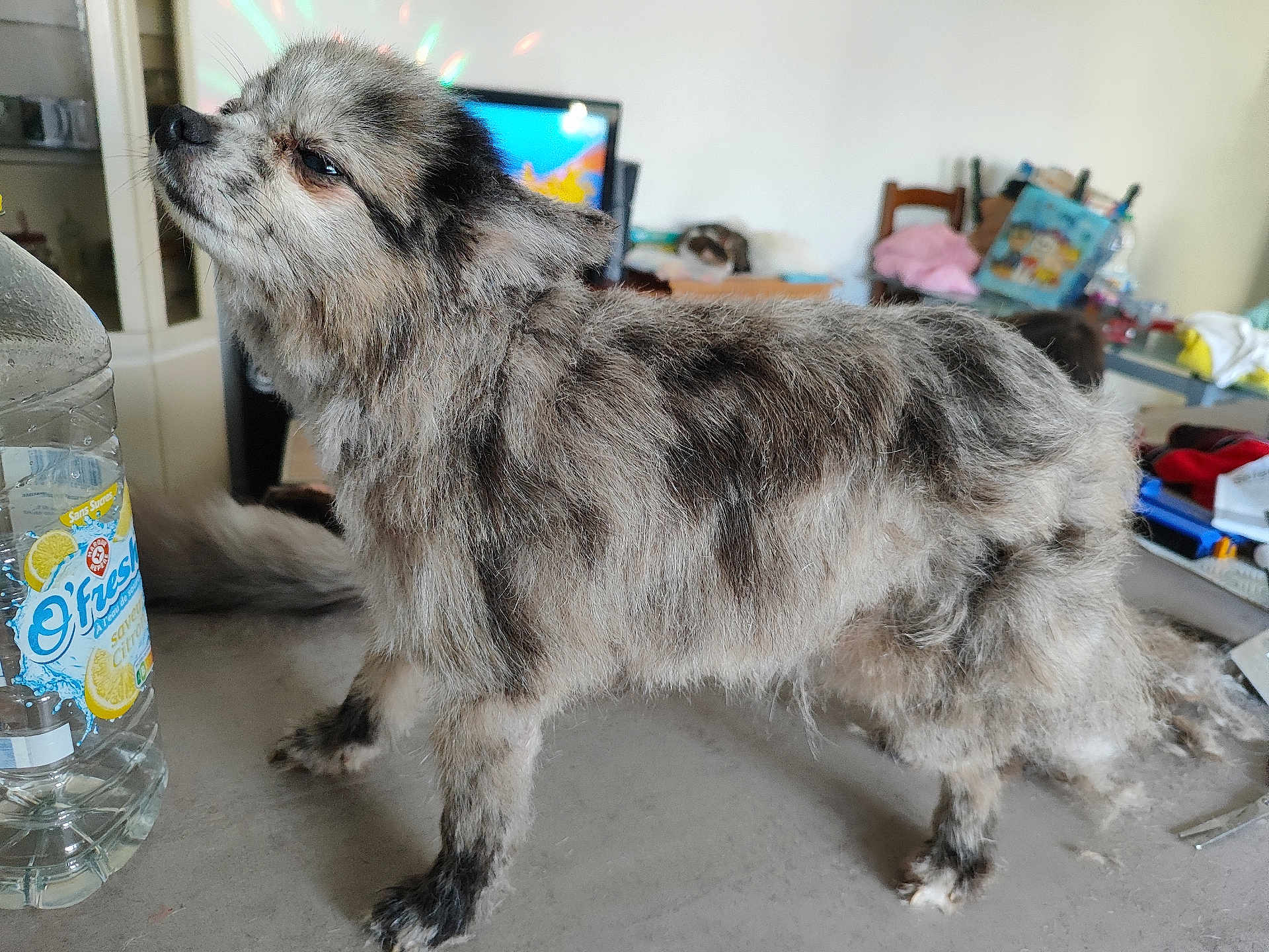 Sultan a rejoint le concours — aidez-le/la à gagner de superbes lots ! dog, indoor, fluffy, merle_coat, table, water_bottle, household_items, pet, fur, standing, side_view, calm, domestic, animal, tabletop, living_room, background_objects, pet_animal, close_up, domestic_animal