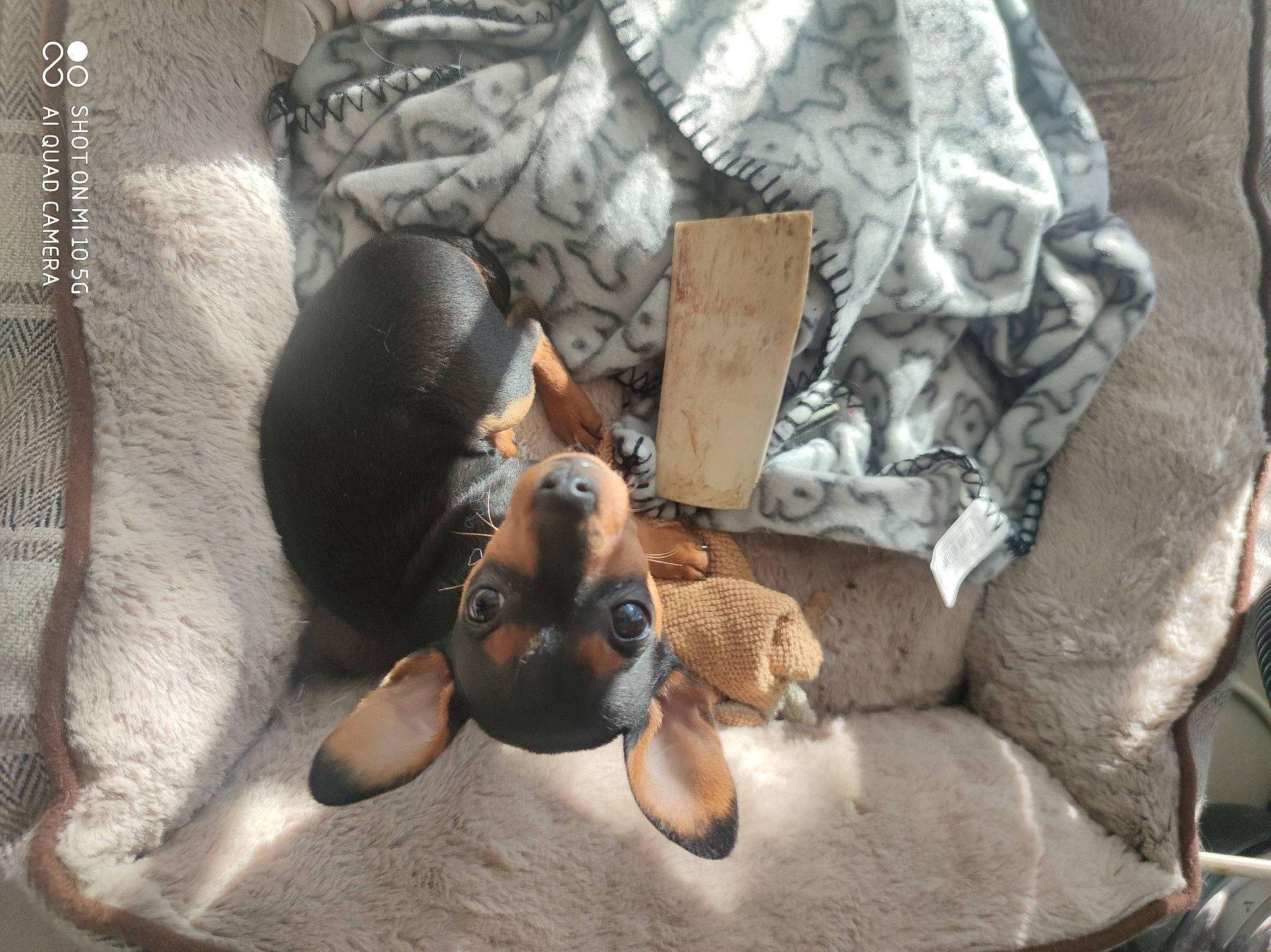 Couca participe au concours pour gagner de l'argent avec cette photo : canidae, carnivore, comfort, companion_dog, dog, dog_breed, fawn, fur, grey, linens, liver, paw, snout, sporting_group, terrestrial_animal, toy, toy_dog, whiskers, wood, working_animal