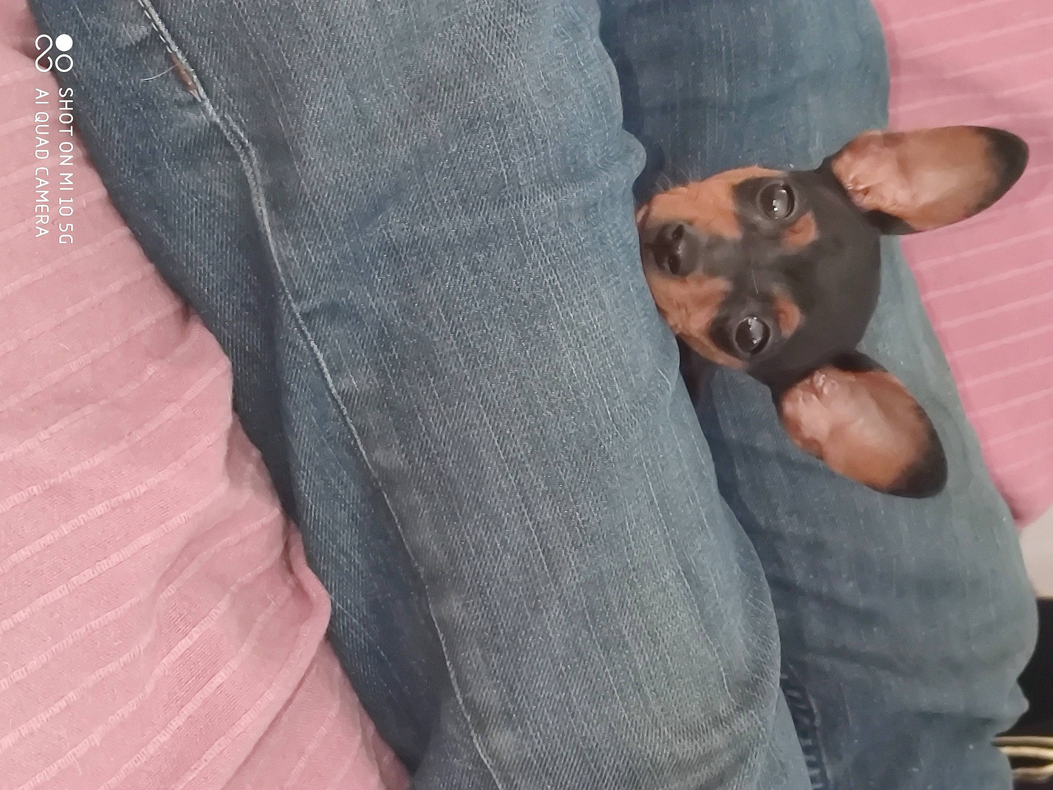 Couca a rejoint le concours — aidez-le/la à gagner de superbes lots ! blazer, canidae, carnivore, collar, comfort, companion_dog, denim, dog, dog_breed, dress_shirt, ear, fawn, formal_wear, gesture, grey, pattern, sleeve, snout, toy_dog, wrist