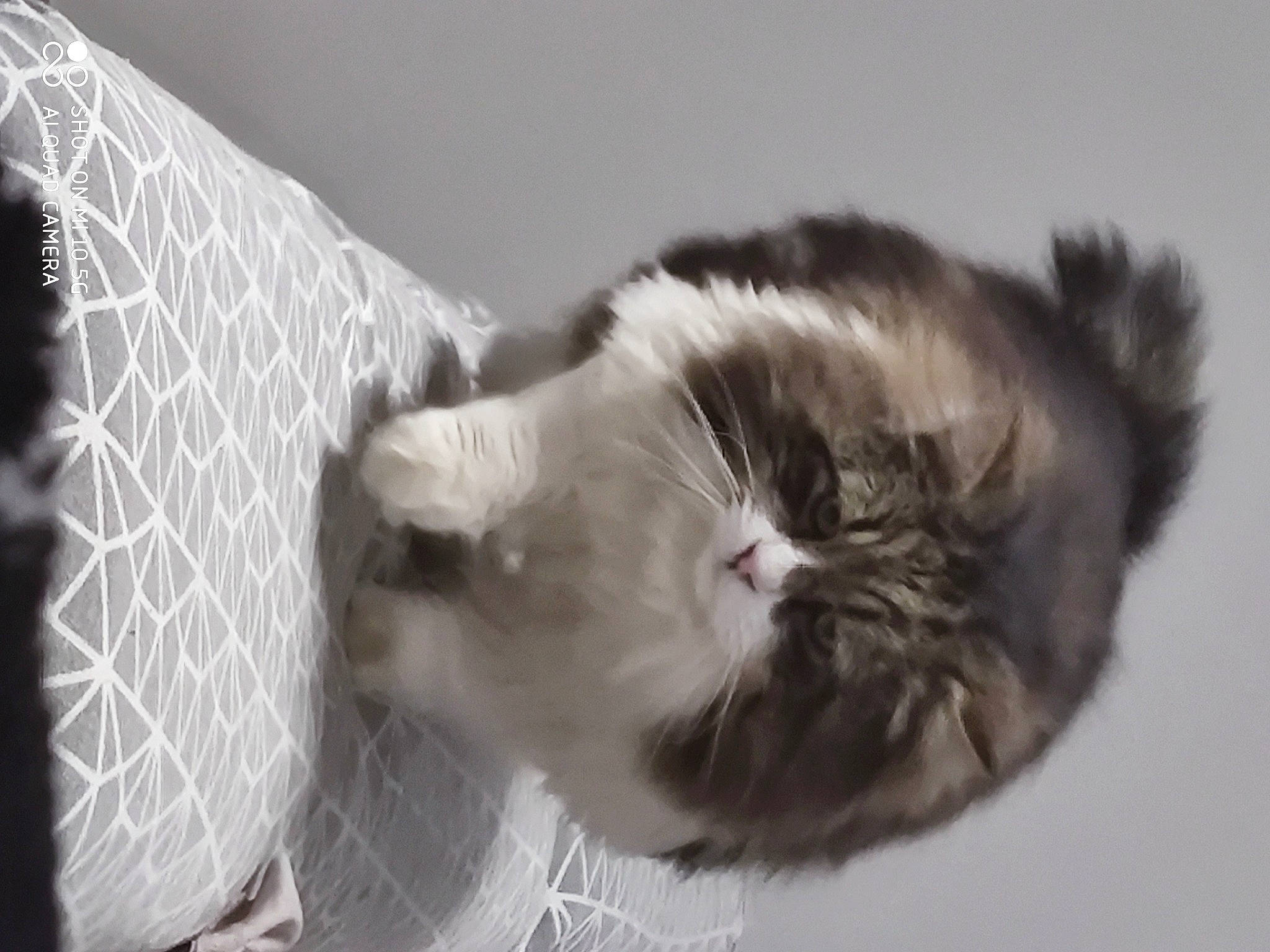 Sans Queue a rejoint le concours — aidez-le/la à gagner de superbes lots ! carnivore, cat, claw, comfort, domestic_short_haired_cat, eye, felidae, fur, grey, monochrome, monochrome_photography, paw, small_to_medium_sized_cats, snout, tail, terrestrial_animal, whiskers