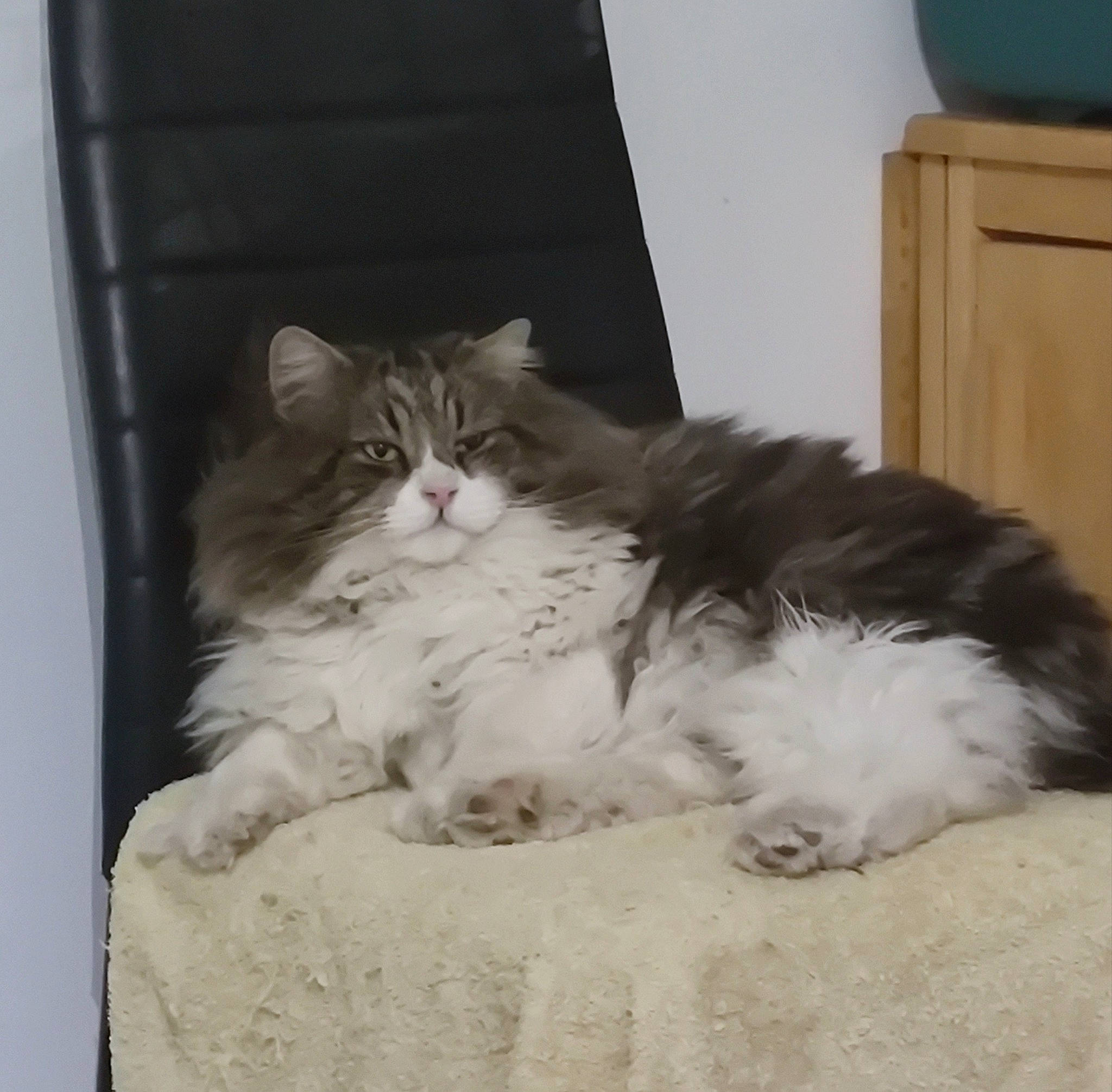 Sans Queue participe au concours pour gagner de l'argent avec cette photo : bed, british_longhair, cabinetry, carnivore, cat, claw, comfort, felidae, foot, fur, grey, hardwood, paw, ragdoll, small_to_medium_sized_cats, snout, tail, terrestrial_animal, whiskers, window