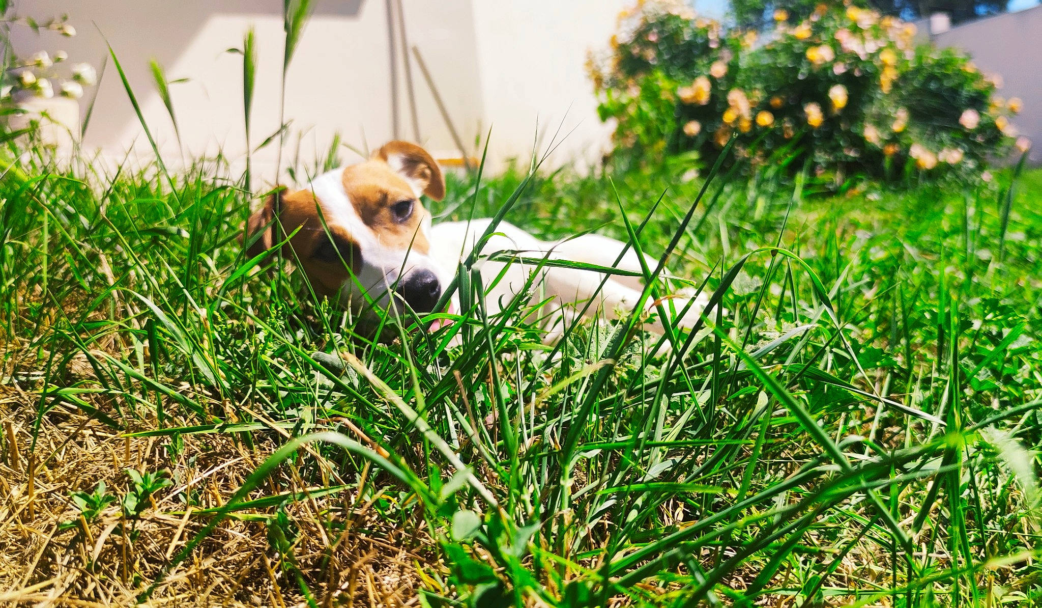 Ranja participe au concours pour gagner de l'argent avec cette photo : carnivore, companion_dog, dog, dog_breed, fawn, flower, fur, grass, grass_family, grassland, happy, natural_landscape, people_in_nature, plant, prairie, tail, terrestrial_animal, vegetation, whiskers, wildlife
