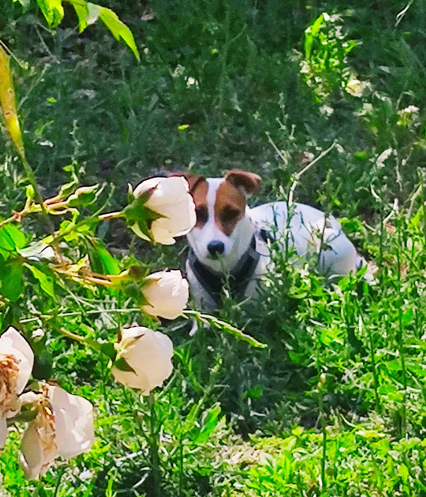 Ranja participe au concours pour gagner de l'argent avec cette photo : canidae, carnivore, companion_dog, dog, dog_breed, fawn, grass, groundcover, hunting_dog, natural_landscape, non_sporting_group, plant, plant_community, shrub, sporting_group, tail, terrestrial_plant