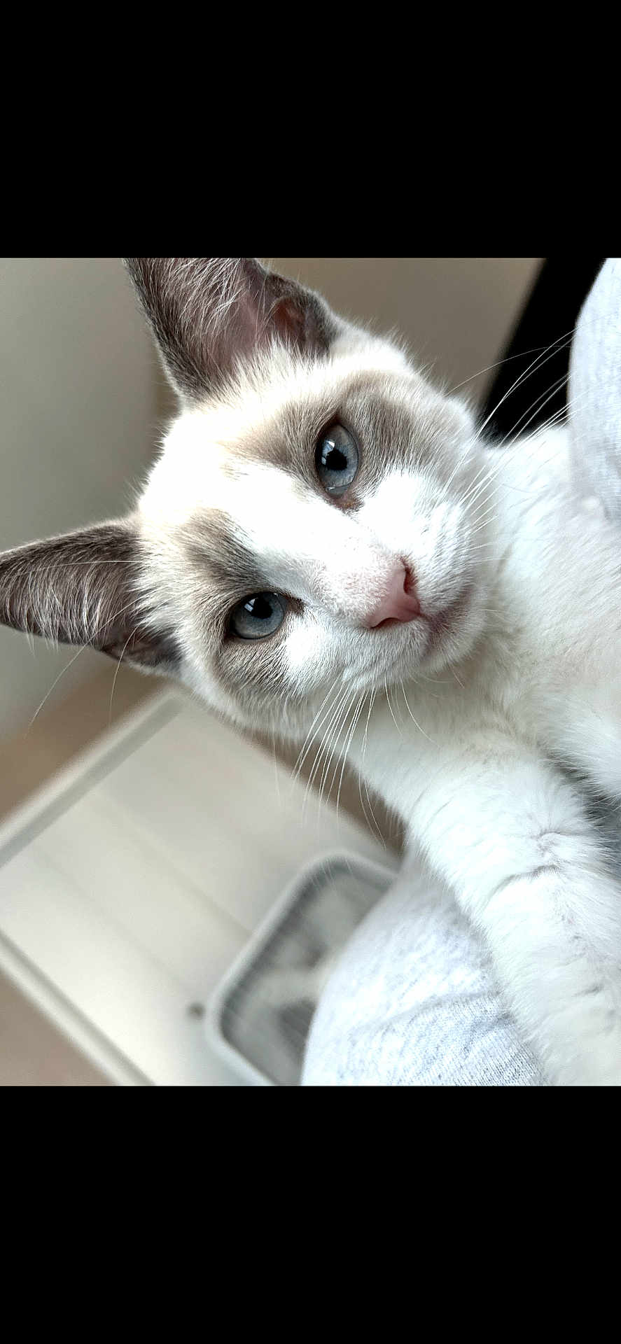 Mr. Whiskers joined the competition — help win amazing prizes! cat, close_up, blue_eyes, fur, indoor, pet, curious, portrait, whiskers, face, animal, cute, feline, domestic_cat, looking, soft_light, young_cat, ears, nose, white_fur