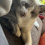 Mr. Whiskers joined the competition — help win amazing prizes! cat, pet, blanket, couch, indoor, curious, feline, whiskers, paw, relaxing, living_room, soft_texture, cozy, animal, playful, fur, domestic, comfort, resting, cute