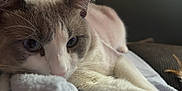 Mr. Whiskers joined the competition — help win amazing prizes! cat, close_up, relaxed, lying_down, blanket, soft_texture, indoor, feline, fur, whiskers, ears, face, eyes, pet, cozy, resting, animal, mammal, domestic, cute