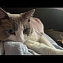 cat, close_up, relaxed, lying_down, blanket, soft_texture, indoor, feline, fur, whiskers, ears, face, eyes, pet, cozy, resting, animal, mammal, domestic, cute