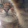 Toffee joined the competition — help win amazing prizes! blurred_background, cat, close_up, curious, cute, feline, fur, green_eye, indoor, macro, muzzle, nose, paw, pet, playful, portrait, soft_focus, striped, tabby, whiskers