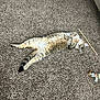 Toffee joined the competition — help win amazing prizes! carpet, cat, cat_toy, cute, domestic_cat, fur, furniture, indoor, living_room, lying_on_back, paws, pet, playful, relaxed, staring, stretched, tabby_cat, tail, wand_toy, whiskers