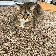 Toffee is registered to the contest to win money with this photo: carpet, cat, closeup, cozy, cute, fur, furniture, green_eyes, home_interior, indoor, loaf, ottoman, pet, pillow, portrait, relaxed, rug, sitting, tabby_cat, whiskers
