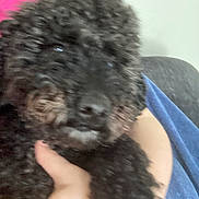 Chocolate Chip is registered to the contest to win money with this photo: affectionate, arm, black_fur, blue_blanket, blurry, close_up, curly_fur, dog, eyes, fur_texture, hand, human, indoor, muzzle, nose, pet, pink_shirt, poodle, puppy, sofa