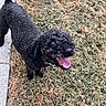 Chocolate Chip is registered to the contest to win money with this photo: black_fur, close_up, collar, curly_fur, daylight, dog, dry_grass, grass, happy, looking_up, outdoor, panting, paw, pet, sidewalk, smile, standing, tail, teeth, tongue