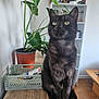 cat, black_cat, indoor, plant, potted_plant, wooden_surface, sitting, curious, feline, pet, domestic_animal, shelf, photographs, home_interior, table, green_leaves, furniture, animal_portrait, looking_up, cozy