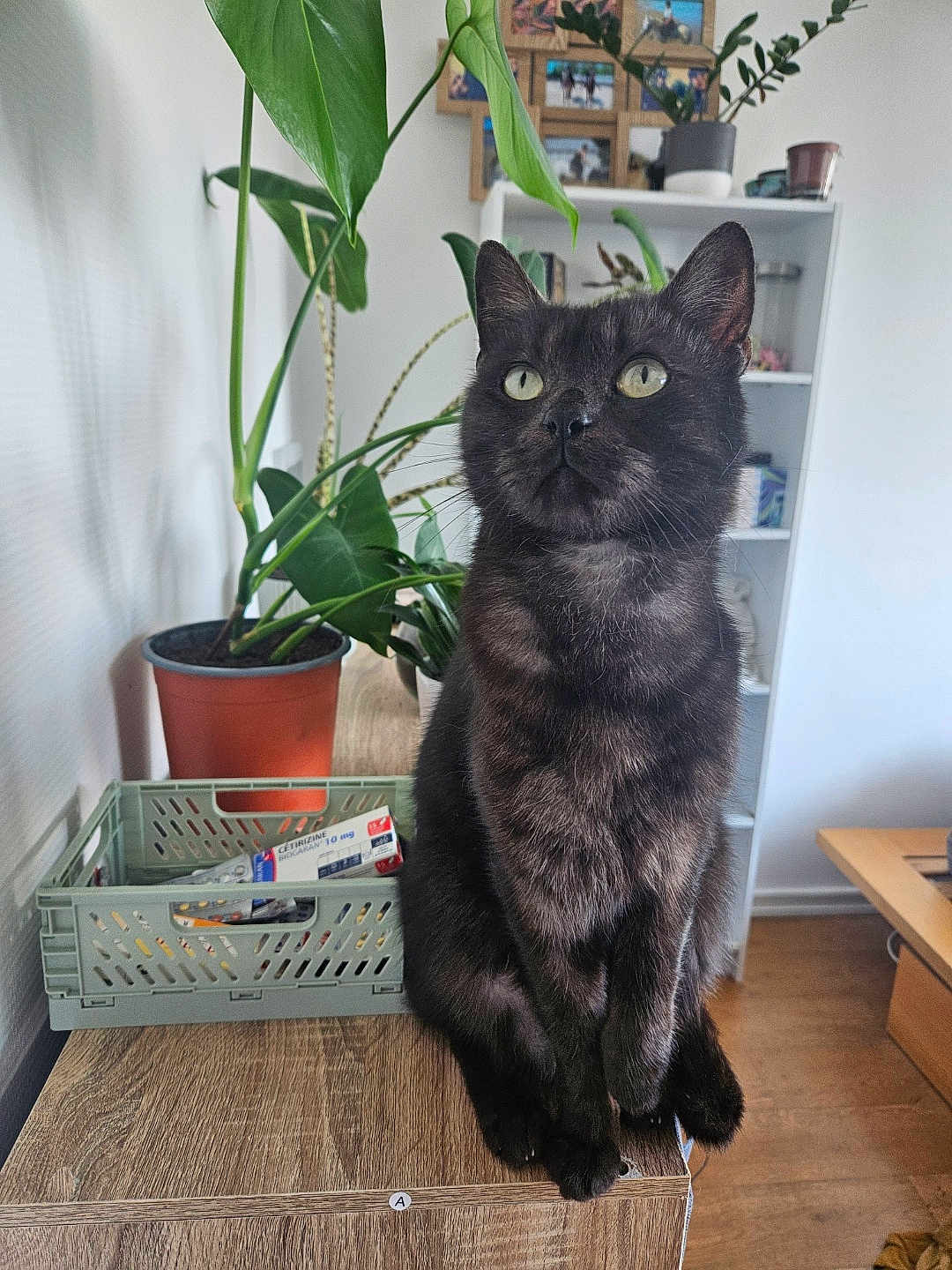 Dark participe au concours pour gagner de l'argent avec cette photo : cat, black_cat, indoor, plant, potted_plant, wooden_surface, sitting, curious, feline, pet, domestic_animal, shelf, photographs, home_interior, table, green_leaves, furniture, animal_portrait, looking_up, cozy