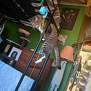 Mr.wiskers joined the competition — help win amazing prizes! blanket, bunk_bed, cat, cat_tree, climbing, curtain, dresser, furniture, green_wall, home, indoor, ladder, lamp, pet, poster, string, tabby_cat, tail, toy, whiskers