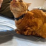 bed, bedding, bell, blanket, cat, close_up, collar, cute, domestic_animal, feline, fur, indoor, orange_tabby, paws, pet, portrait, relaxed, room, tabby, whiskers