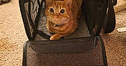 Leo is registered to the contest to win money with this photo: backpack, bell, carpet, cat, collar, cozy, curious, floor, ginger_cat, indoor, luggage, mesh_panel, orange_cat, paws, pet, pet_carrier, scratching_post, toy, whiskers, wide_eyes