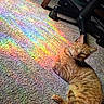 Leo joined the competition — help win amazing prizes! carpet, carpet_texture, caster, cat, chair_wheel, collar, fur, ginger_cat, golden_eyes, indoor, office_chair, orange_cat, paws, pet, prism_colors, rainbow_light, relaxed, sunlight, whiskers, wooden_leg
