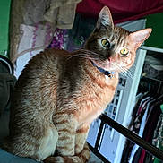 Leo joined the competition — help win amazing prizes! bed, bedding, bell, cat, close_up, closet, clothes, collar, curious, ears, fur, green_eyes, home_interior, indoor, orange_tabby, pet, portrait, sitting, tail, whiskers