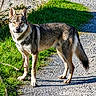 Arès participe au concours pour gagner de l'argent avec cette photo : dog, wolf_like_dog, canine, standing, outdoor, grass, gravel, path, leash, fur, gray_fur, black_fur, white_fur, pointed_ears, animal_portrait, sunlight, shadow, yard, nature, watermark