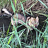 Arès participe au concours pour gagner de l'argent avec cette photo : dog, wild_canine, wet_animal, marsh, wetland, reeds, tall_grass, pond, water, wildlife, outdoors, animal_portrait, pointed_ears, long_tail, brown_fur, black_fur, muddy, nature, grassland, close_up