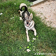 Arès participe au concours pour gagner de l'argent avec cette photo : dog, husky, mixed_breed, canine, happy, smiling, open_mouth, pointed_ears, curled_tail, black_and_white, gray_fur, outdoors, grass, grassy_field, stream, water, gravel, concrete, portrait, social_media_watermark