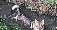 Arès a rejoint le concours — aidez-le/la à gagner de superbes lots ! dog, canine, wet_dog, mud, water, ditch, grass, wetland, outdoors, wildlife, animal, swimming, paddling, pointed_ears, fluffy_tail, brown_fur, black_fur, natural_light, nature, watermark