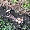 dog, canine, wet_dog, mud, water, ditch, grass, wetland, outdoors, wildlife, animal, swimming, paddling, pointed_ears, fluffy_tail, brown_fur, black_fur, natural_light, nature, watermark