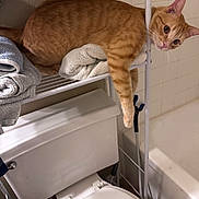 Little Man is registered to the contest to win money with this photo: cat, orange_tabby, bathroom, toilet, towels, shelf, pet, feline, relaxed, domestic_animal, indoor, curious, resting, paw, fur, animal, home, tile_wall, household, cute