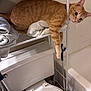 cat, orange_tabby, bathroom, toilet, towels, shelf, pet, feline, relaxed, domestic_animal, indoor, curious, resting, paw, fur, animal, home, tile_wall, household, cute