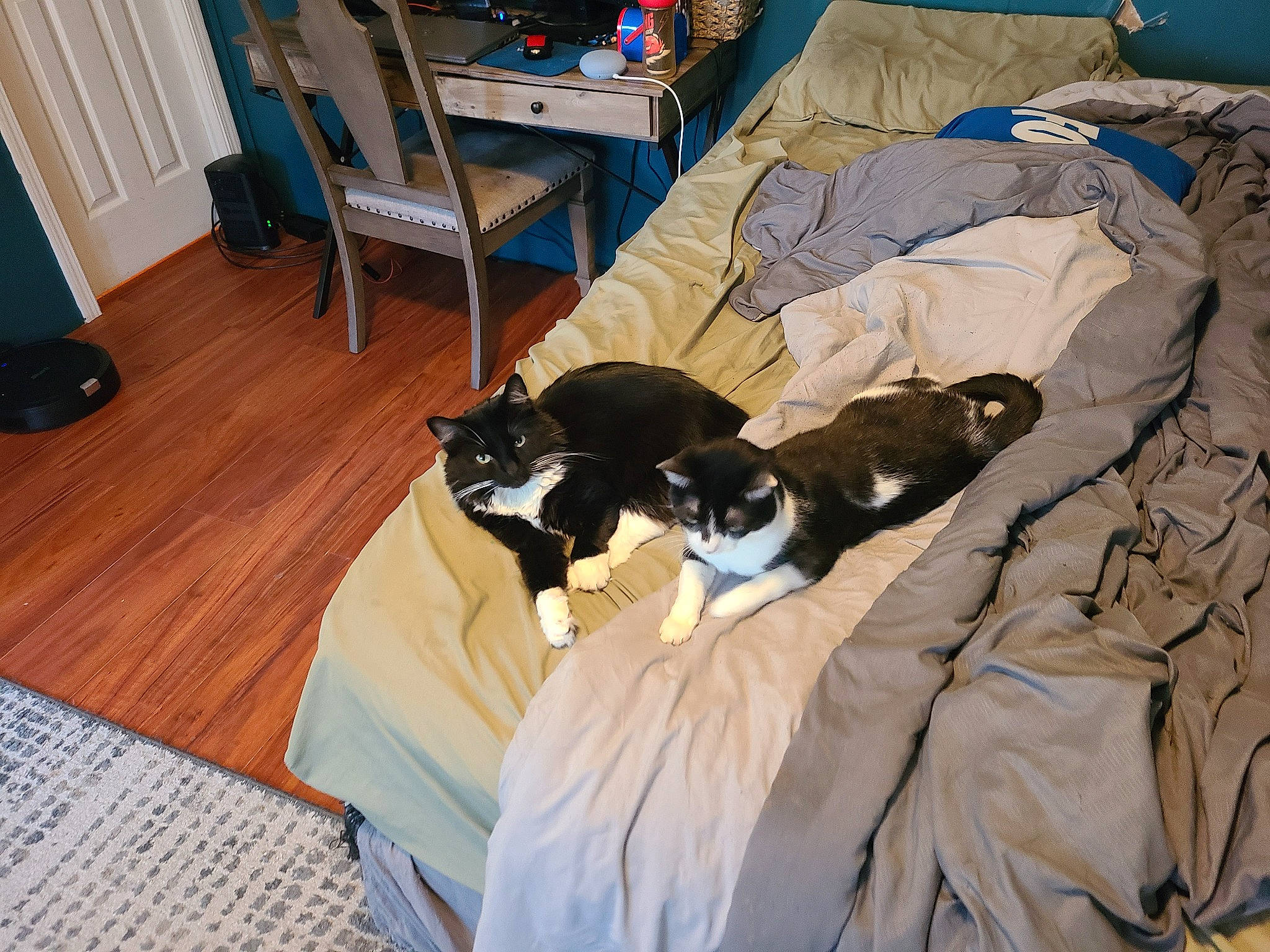 Trixie joined the competition — help win amazing prizes! bedding, blue, carnivore, cat, comfort, domestic_short_haired_cat, felidae, flooring, fur, hardwood, laminate_flooring, linens, living_room, mammal, room, small_to_medium_sized_cats, tail, vertebrate, whiskers, wood