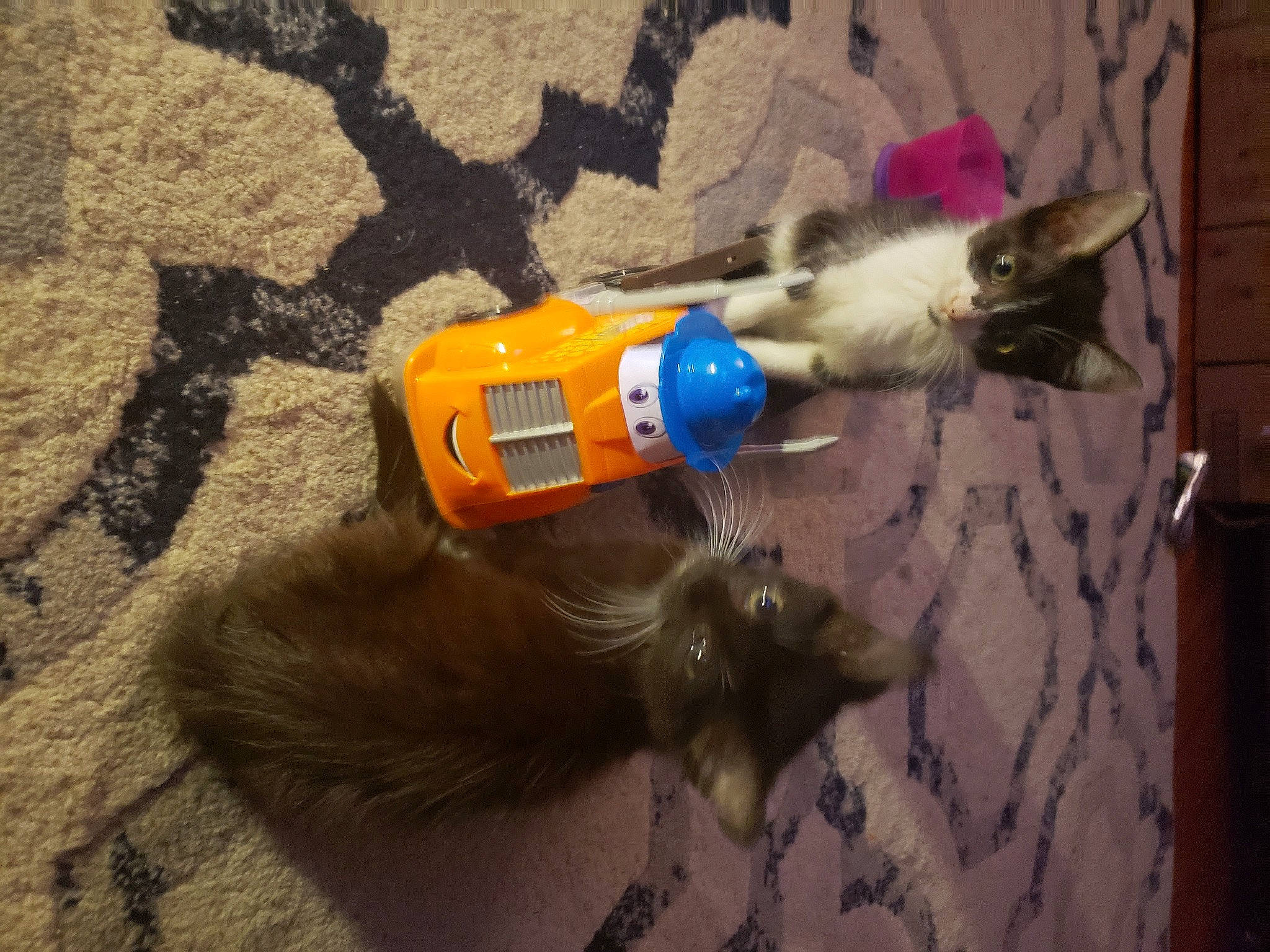 Trixie is registered to the contest to win money with this photo: asphalt, bottle, carnivore, cat, dog_breed, electric_blue, felidae, flooring, fun, fur, glove, plastic, plastic_bottle, road_surface, small_to_medium_sized_cats, soil, tail, toy, water_bottle, whiskers